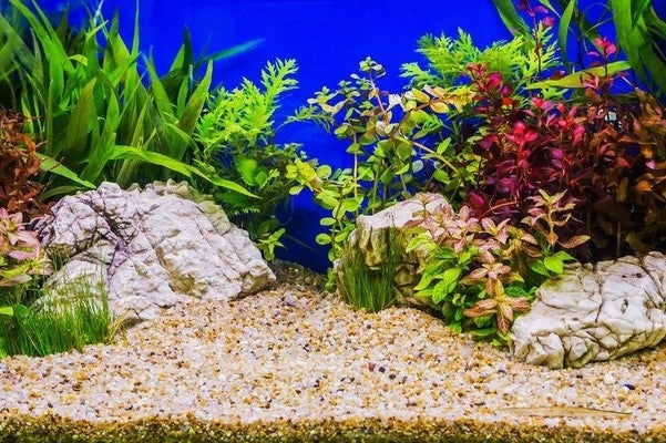 TD Stones Żwirek do akwarium kwarcowy 16 kg, frakcja 1-2 mm, naturalny – żółty bursztynowy
