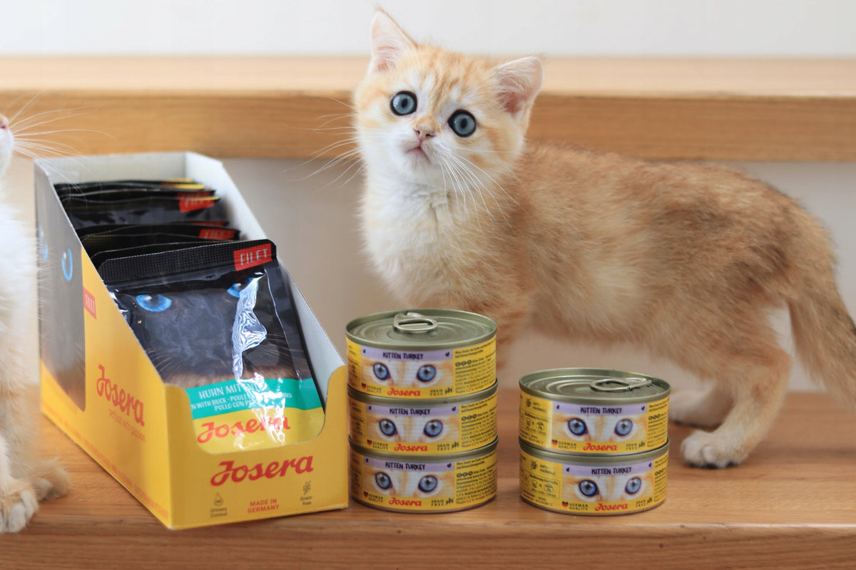 Josera JosiCat mokra karma dla kota 12x415 g z witaminą D3 – wołowina w sosie