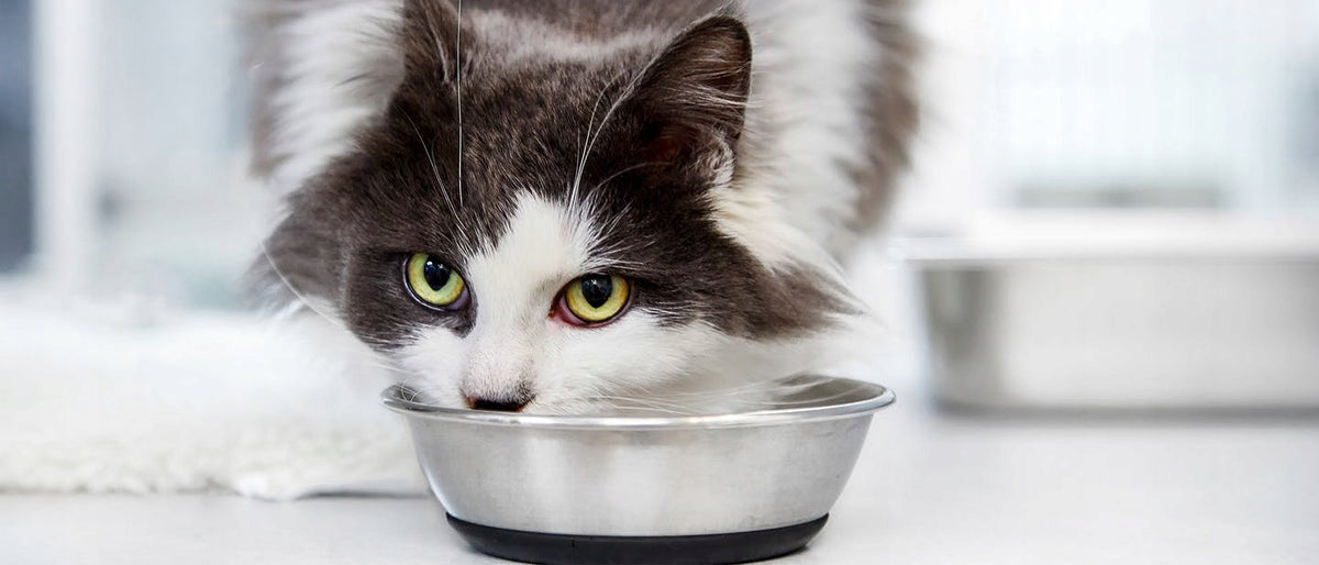 Royal Canin Babycat Milk mleko dla kociąt 300 g – mleko w proszku z butelką i smoczkami