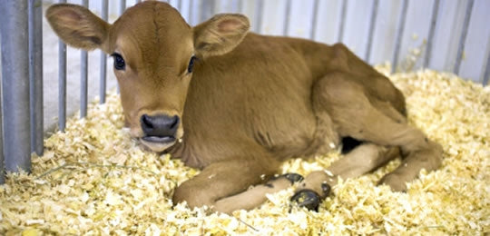 Peer-Span ściółka z wiórów świerkowych 23 kg – bezpyłowa, wydajność 600 l, balot