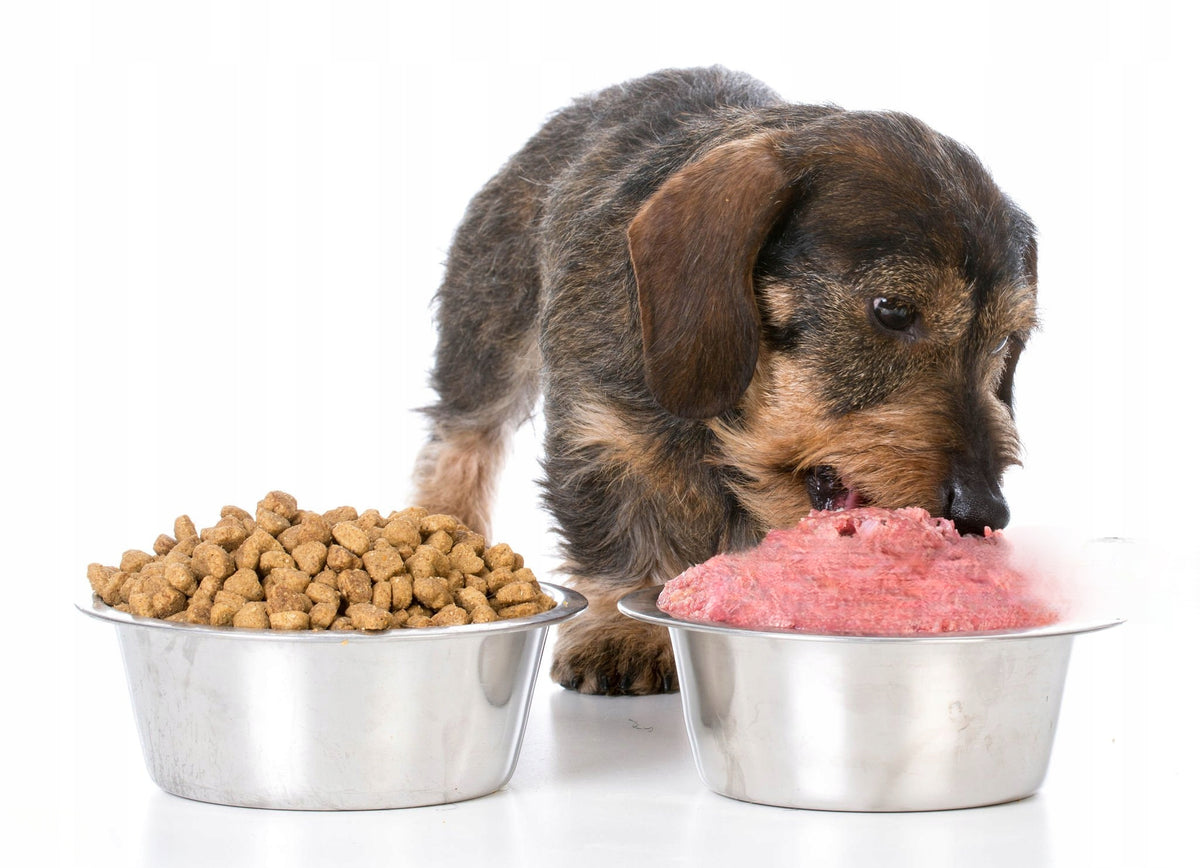 Mrożone mięso z indyka dla psa BARF 10 kg – 40 kostek po 250 g, bezzbożowe, z kością