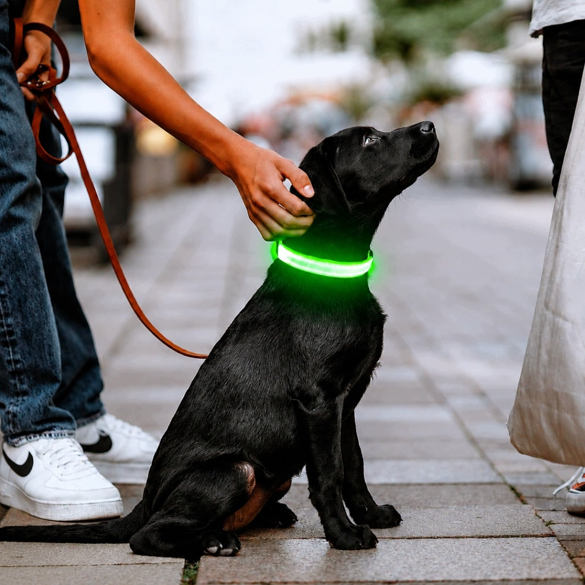 Świecąca obroża LED dla psa M ładowana USB-C, wodoodporna, 3 tryby, 40-50 cm – zielona
