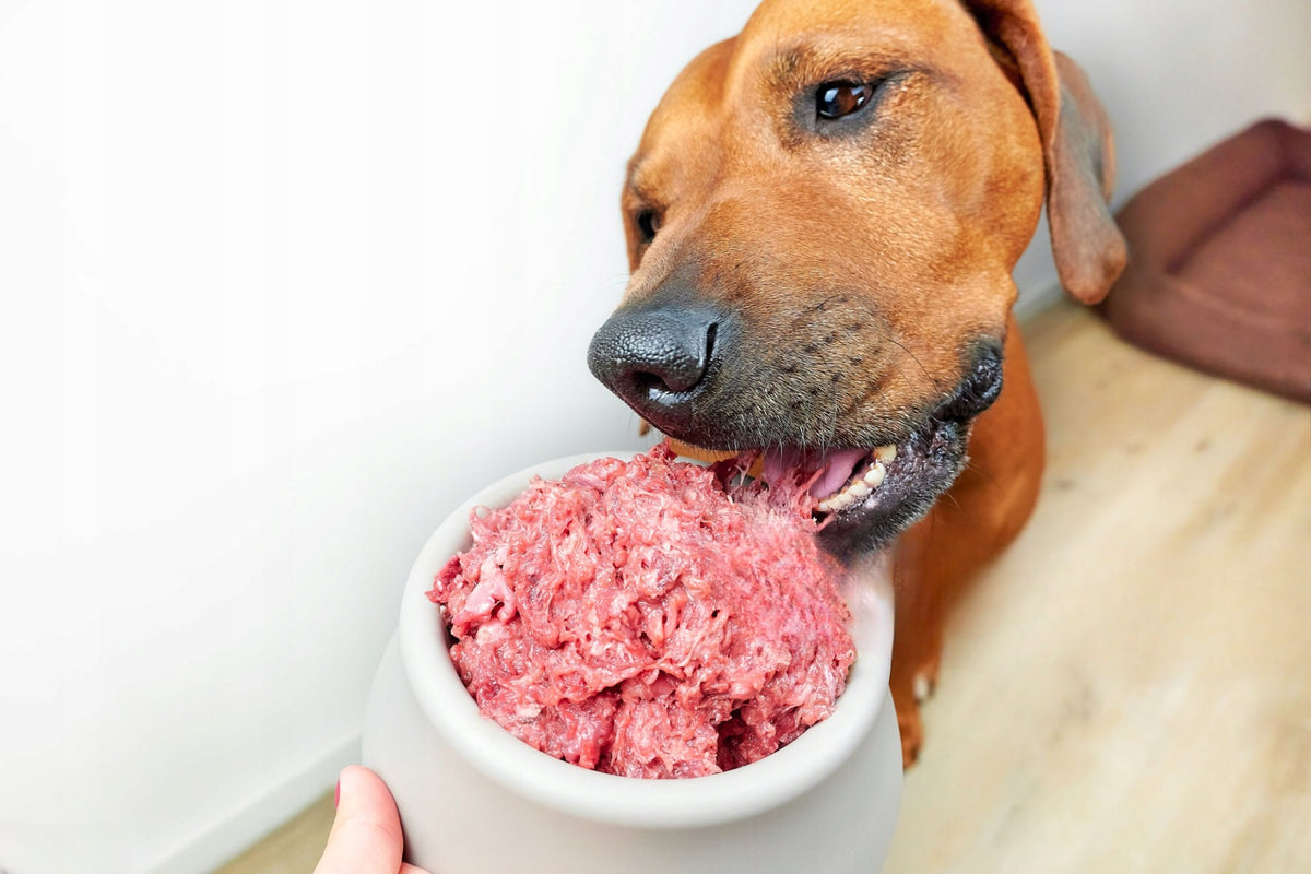 Karma BARF dla psa wołowina 10 kg – mrożona surowa, z kością, 40 kostek po 250 g