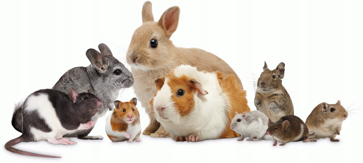 Bunny Nature Ściółka lniana 35 l dla królika i gryzoni – bezpyłowa, wiąże amoniak