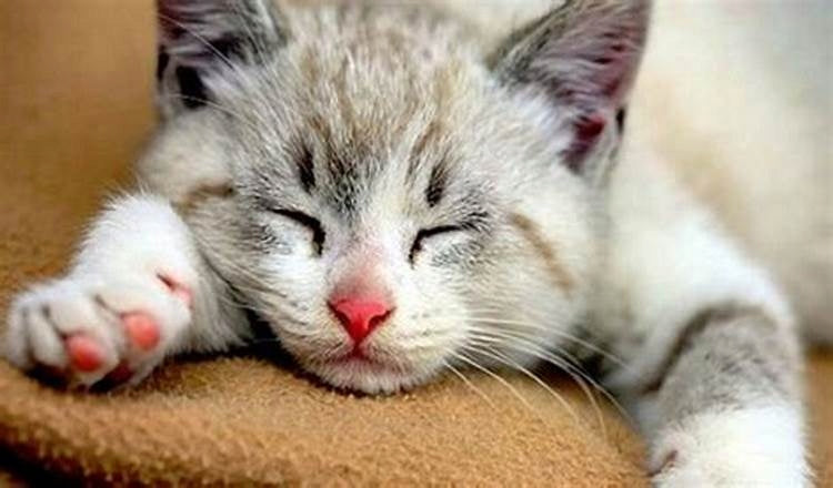 Brit Care Cat Grain-Free Kitten sucha karma dla kociąt 7 kg, bezzbożowa – kurczak