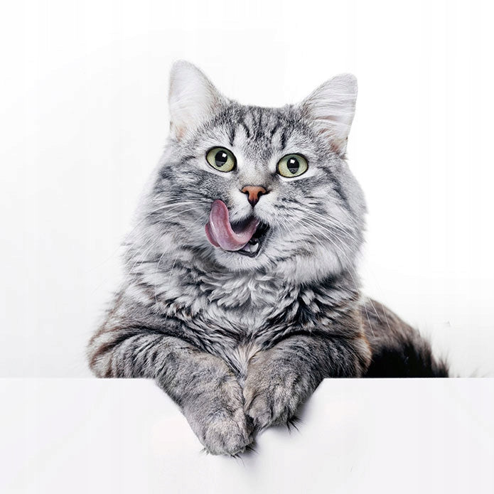 Brit Care Cat mokra karma dla kota bezzbożowa, filety w sosie 12x85 g – mix smaków