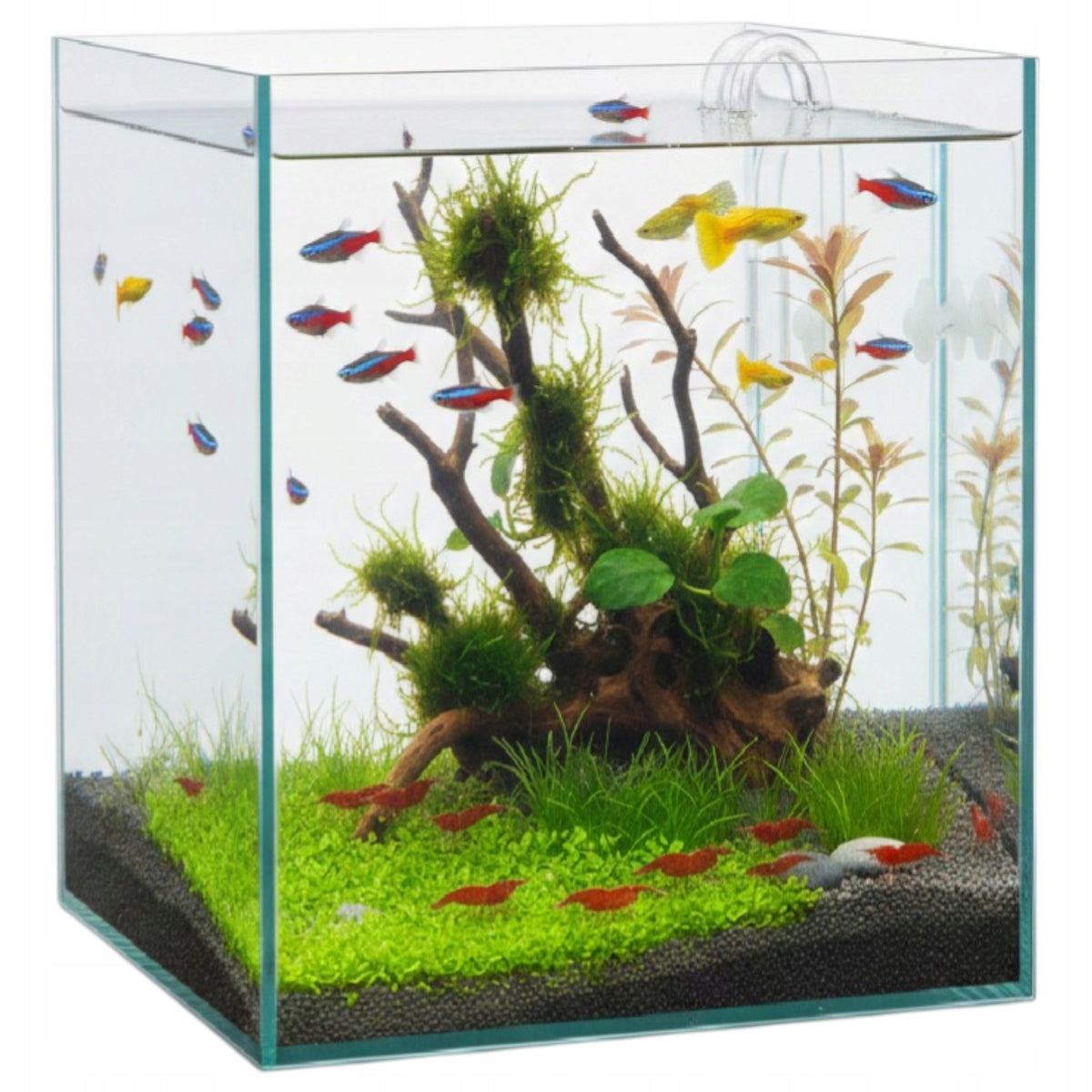 Diversa Akwarium nano kostka 31 l 30x30x35 cm ze szkła float 4 mm – dla krewetek i Wabi-Kusa