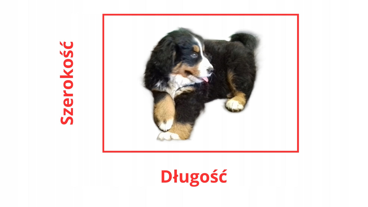 Buda dla psa do domu, legowisko domek XXL 60 x 57 x 64 cm z poduszką – biało-czarna