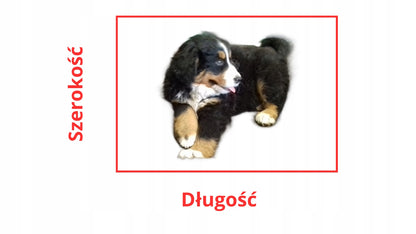 Buda dla psa do domu, legowisko domek XXL 60 x 57 x 64 cm z poduszką – biało-czarna