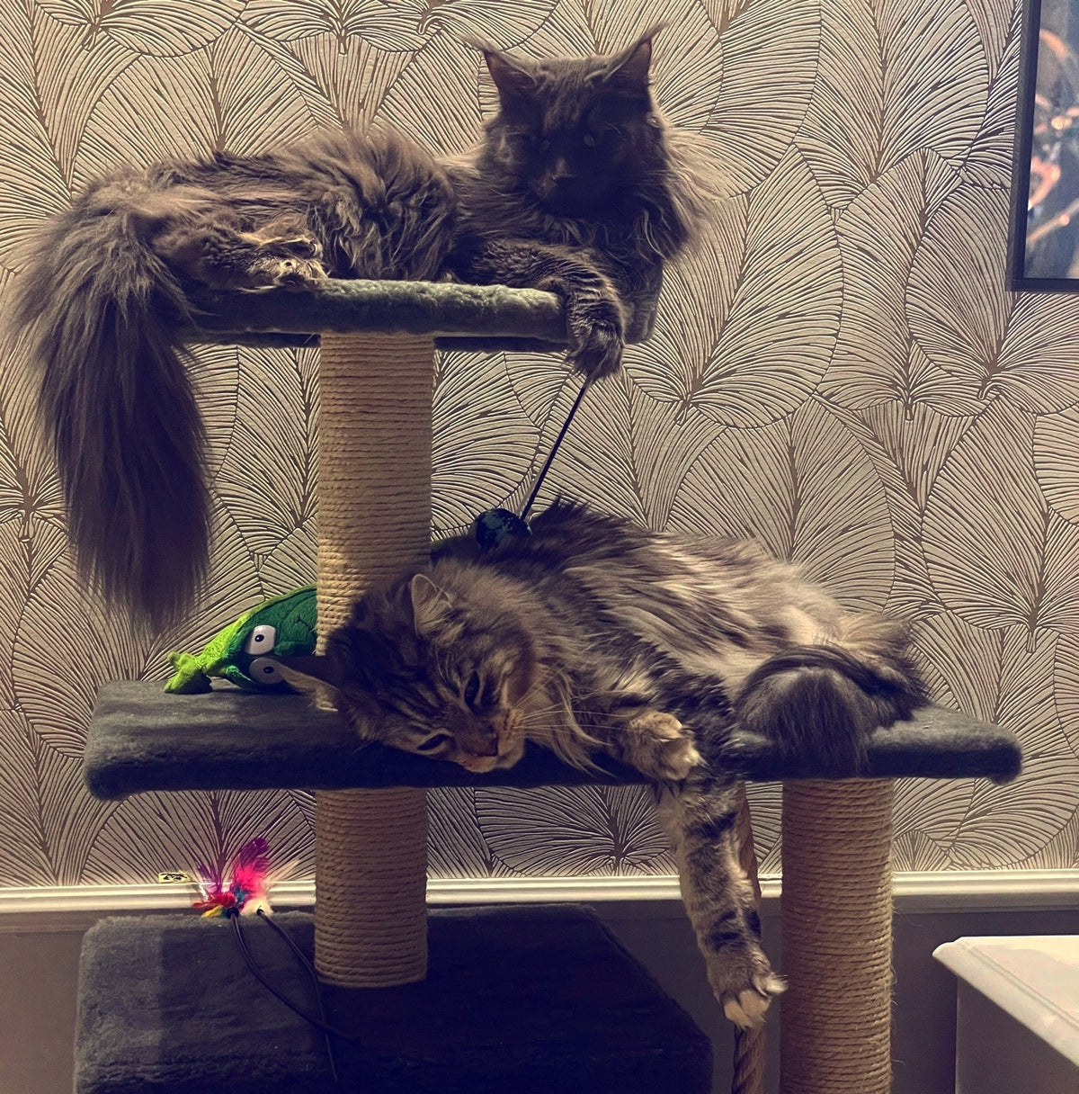 Dep-Mal Drapak dla kota 110 cm z budką dla dużych kotów Maine Coon, nr 017B – beżowy