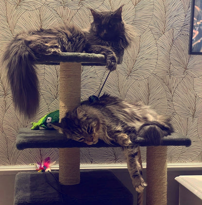 Dep-Mal Drapak dla kota 110 cm z budką dla dużych kotów Maine Coon, nr 017B – beżowy