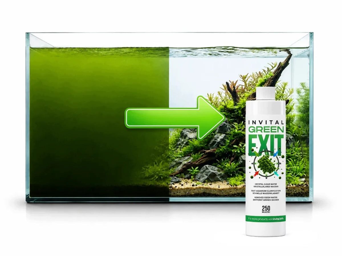 Invital GreenExit preparat na zieloną wodę w akwarium 500 ml – przeciw zmętnieniu