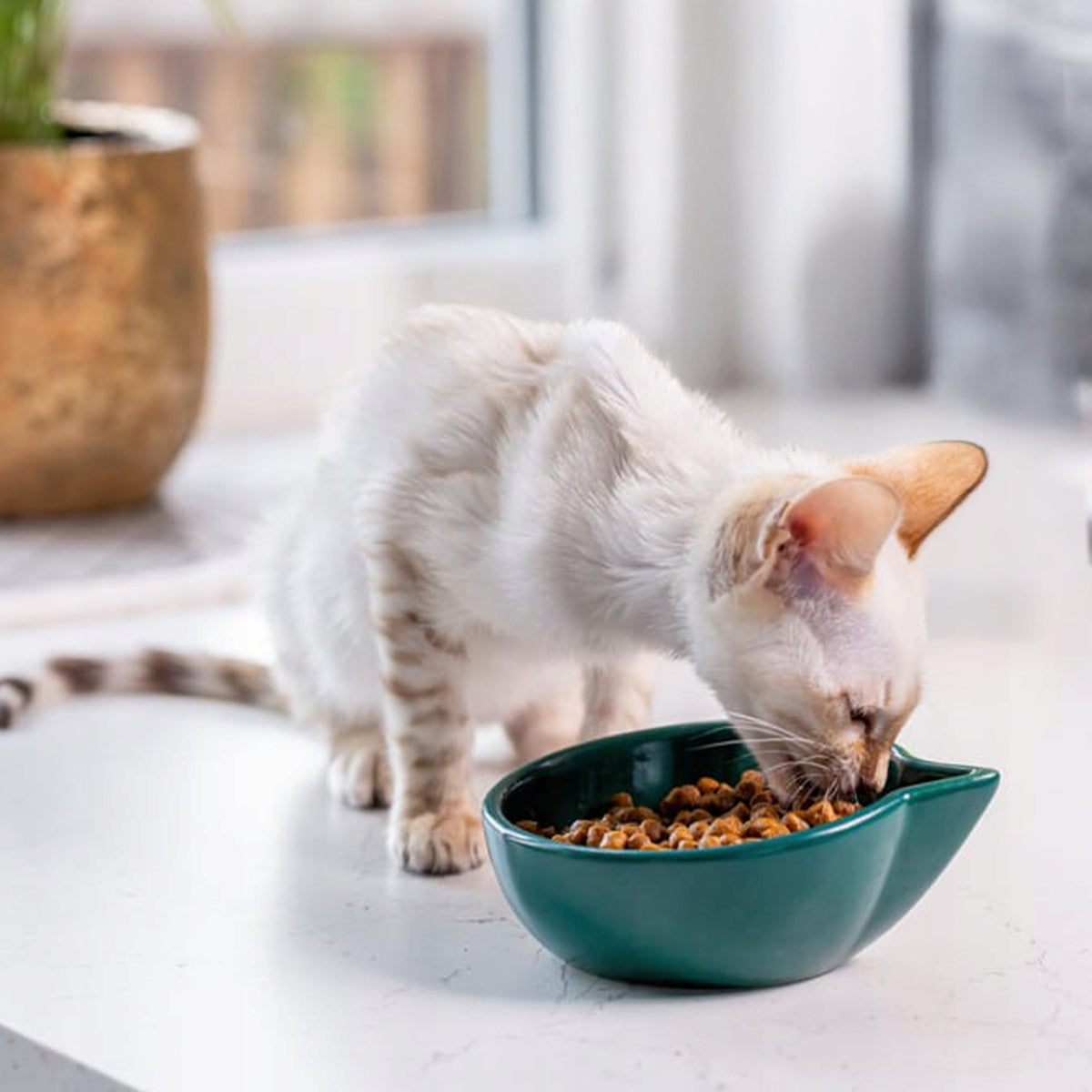 James Wellbeloved Kitten sucha karma dla kociąt monobiałkowa z indykiem 1,5 kg