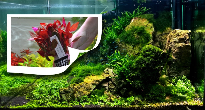 JBL AquaBasis Plus podłoże nawozowe do akwarium 2,5 l – frakcja 1-2 mm, do 120 l