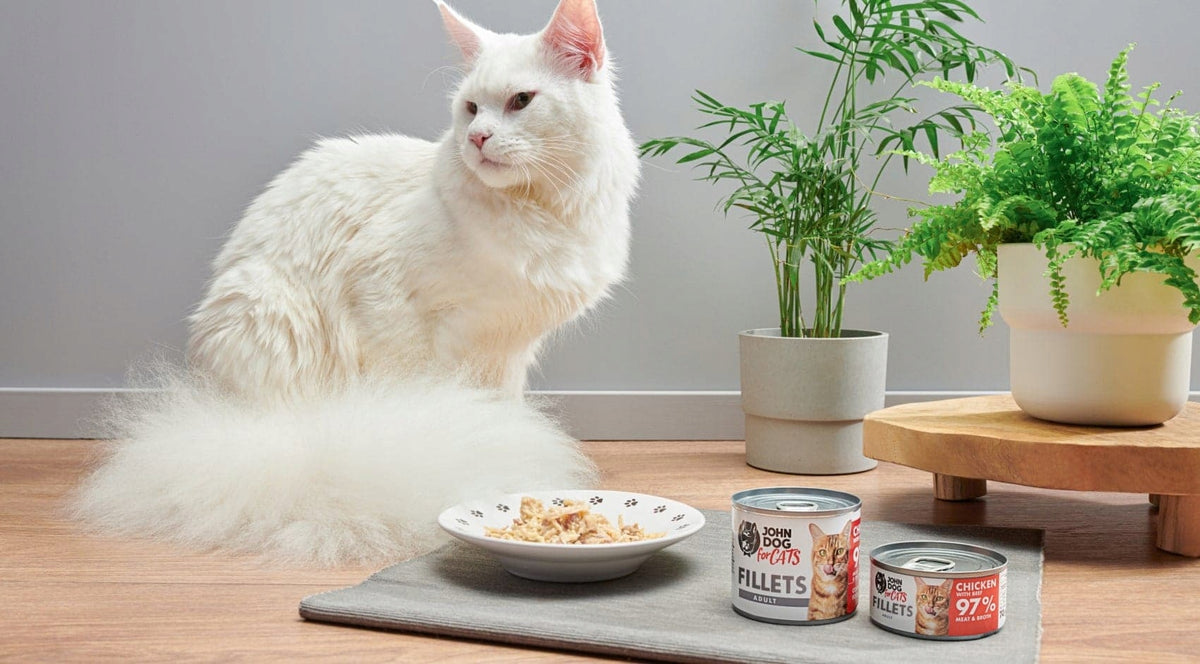 John Dog for Cats mokra karma dla kota filety z kurczaka z wołowiną 12 x 70 g – puszki