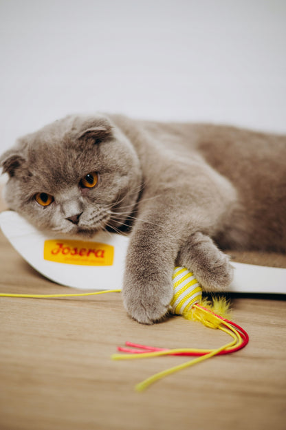 Josera JosiCat Crispy Duck sucha karma dla kota 18 kg – z kaczką, dla wybrednych kotów