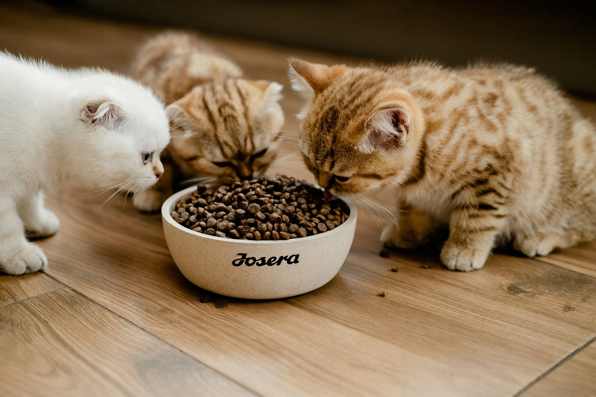 JosiCat Crunchy Chicken sucha karma dla dorosłych kotów z kurczakiem – 10 kg