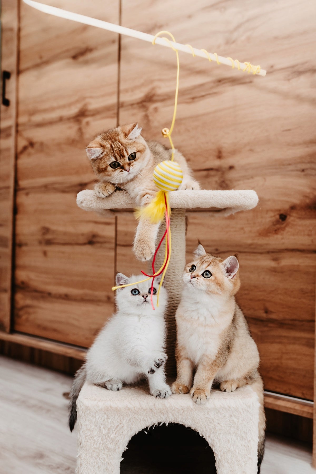 JosiCat Crunchy Chicken sucha karma dla dorosłych kotów z kurczakiem – 10 kg