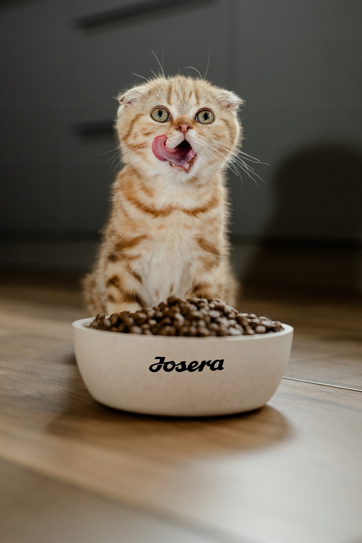 Josera Josicat Sterilised Classic sucha karma dla kotów sterylizowanych 18 kg – kurczak