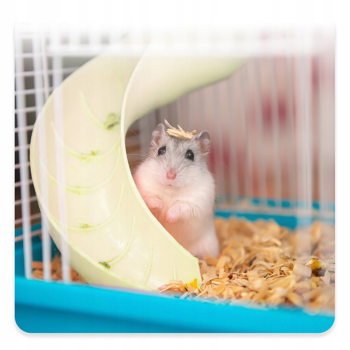 Panama Pet klatka dla chomika i myszy z kuwetą, kołowrotkiem i domkiem – biało-niebieska