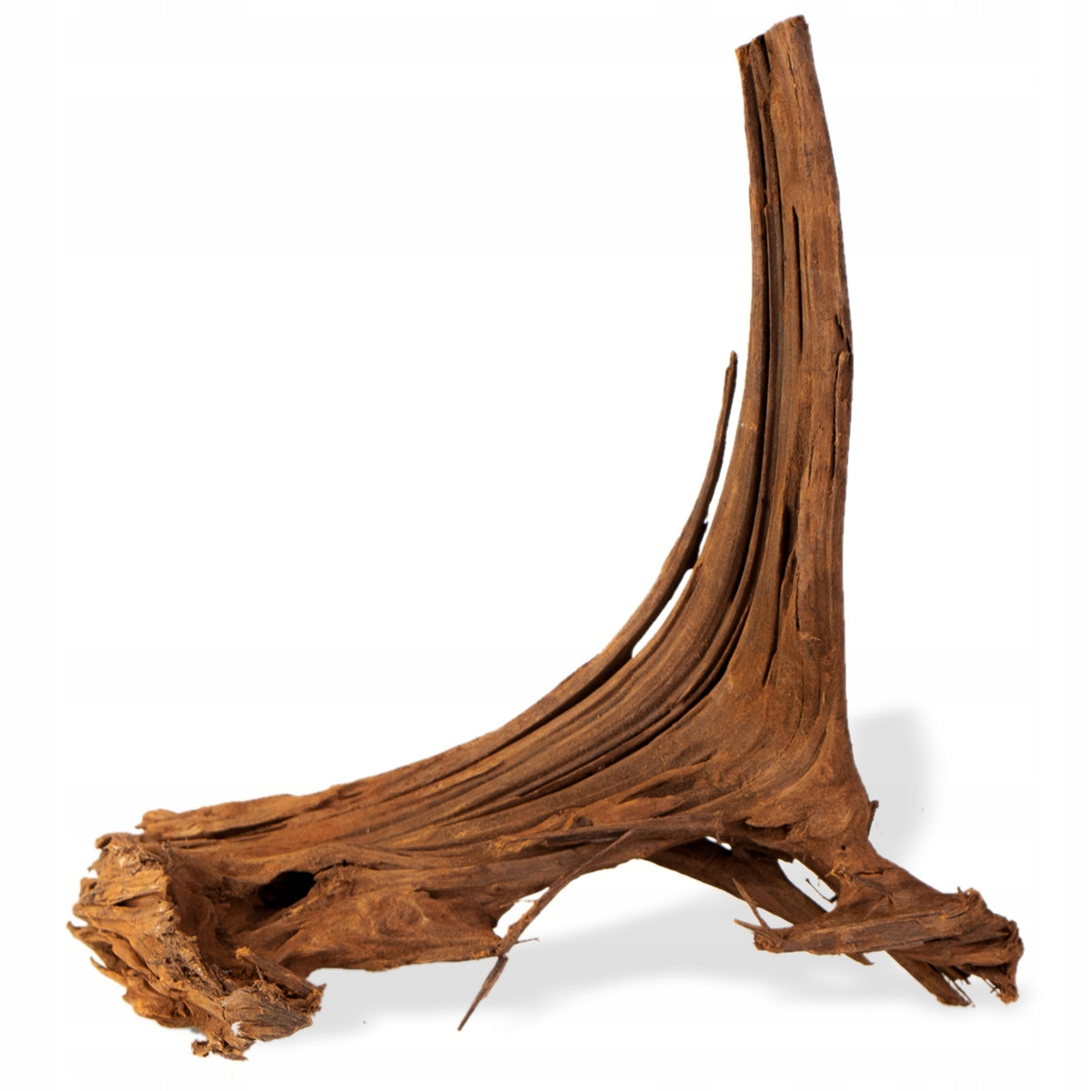 Korzeń mangrowca do akwarium i terrarium 30–40 cm – naturalna dekoracja, rozmiar M