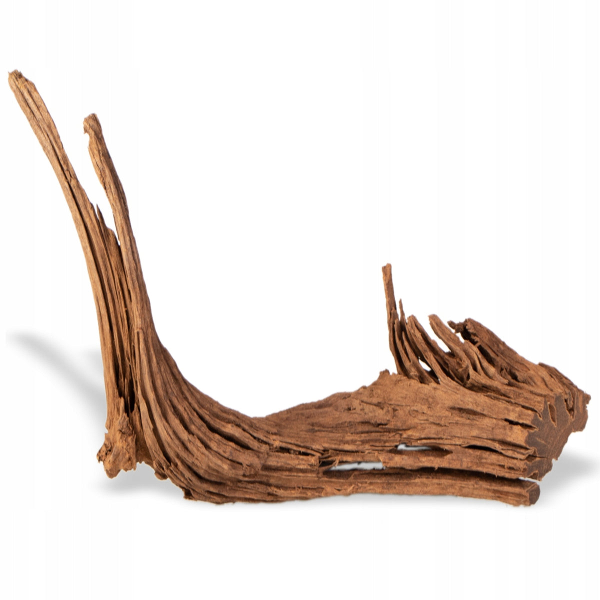 Korzeń mangrowca do akwarium i terrarium 30–40 cm – naturalna dekoracja, rozmiar M