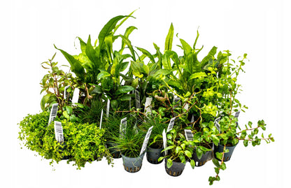 INVITAL Kula akwariowa 28 cm 11 l ze szkła ręcznie dmuchanego – do krewetek i mossarium