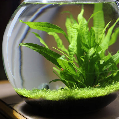 INVITAL Kula akwariowa 28 cm 11 l ze szkła ręcznie dmuchanego – do krewetek i mossarium