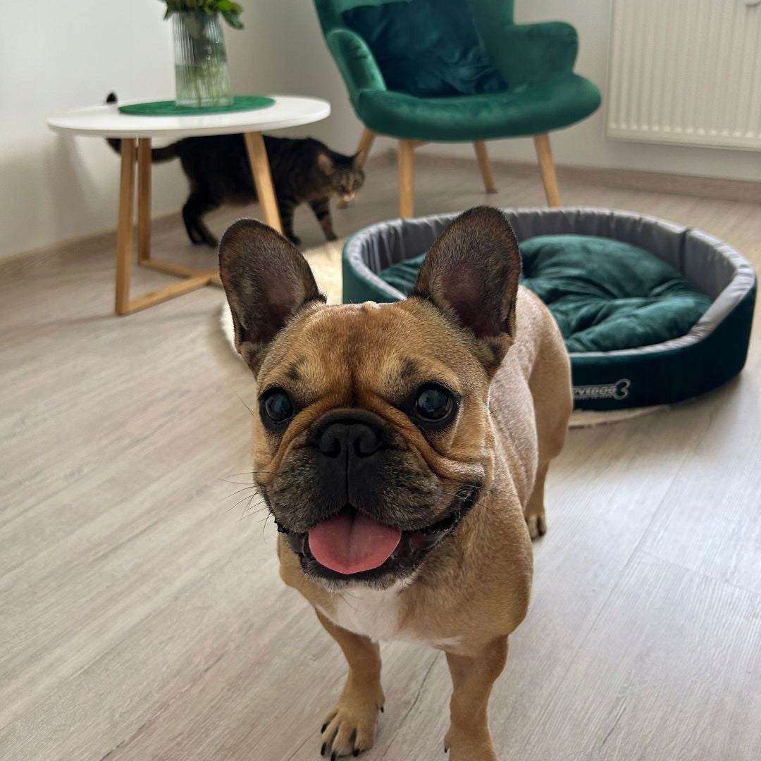 Lovedog Royal S legowisko dla psa i kota 50x40 cm owalne, wodoodporne – butelkowa zieleń
