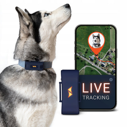 PAJ GPS Pet Finder 4G lokalizator GPS dla psa na obrożę, wodoodporny IP67 – niebieski