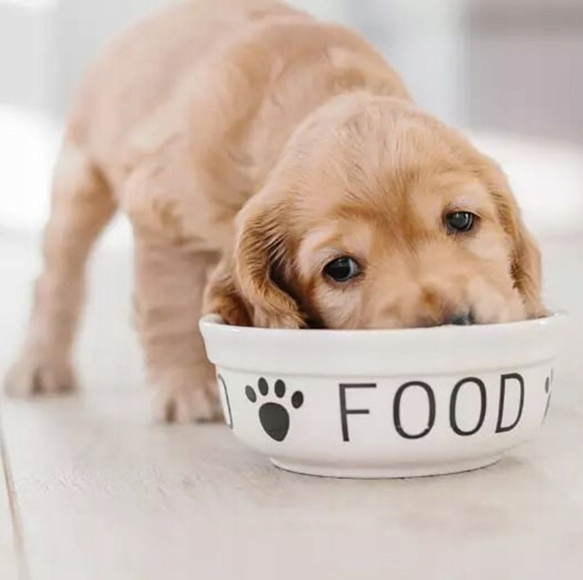 Mrożone mięso drobiowe dla psa BARF 10 kg – 40 kostek po 250 g, 100% mięsa, bez zbóż