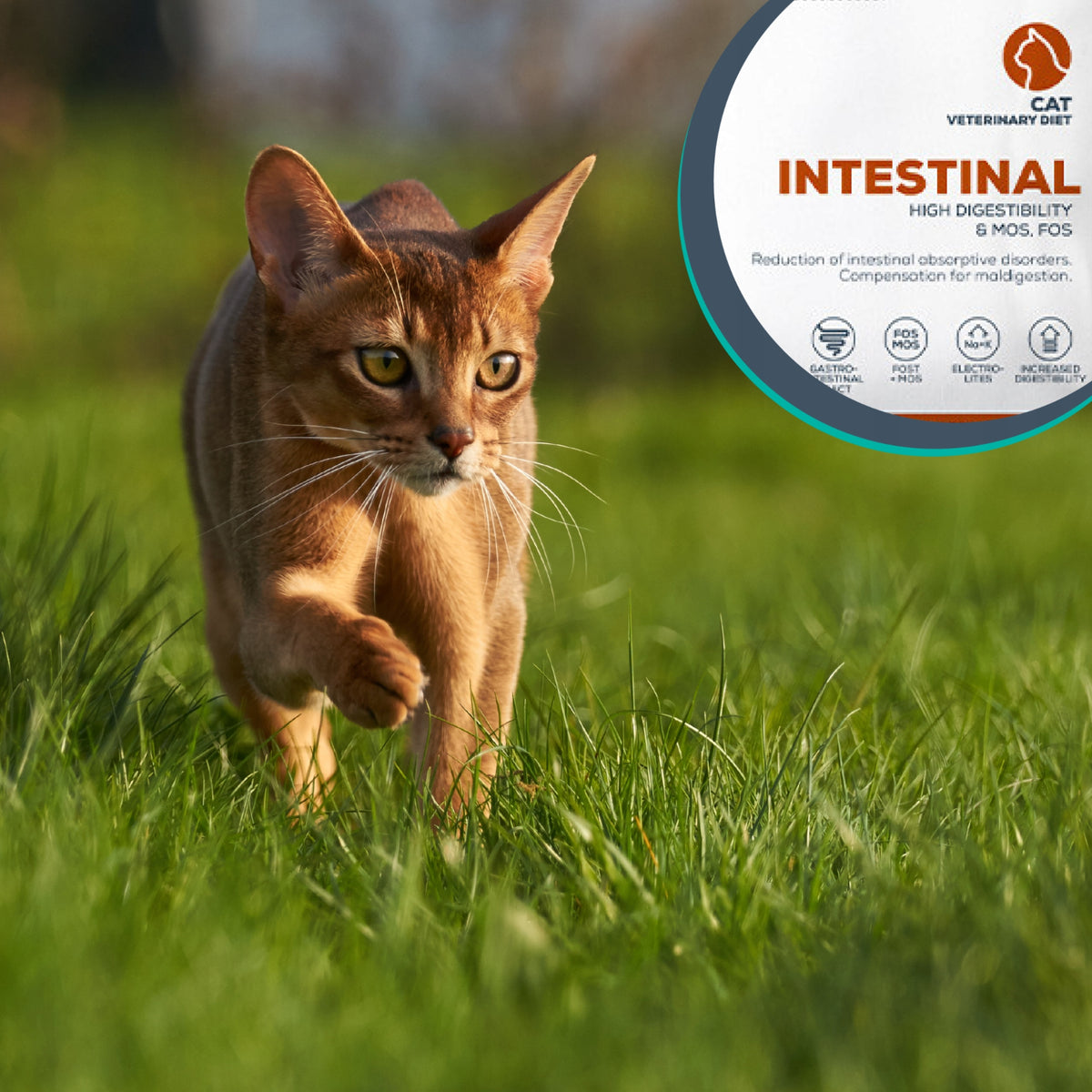 Vet Expert Intestinal mokra karma weterynaryjna dla kota 12x100 g – kurczak i wołowina