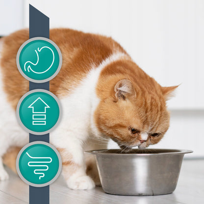 Vet Expert Intestinal mokra karma weterynaryjna dla kota 12x100 g – kurczak i wołowina