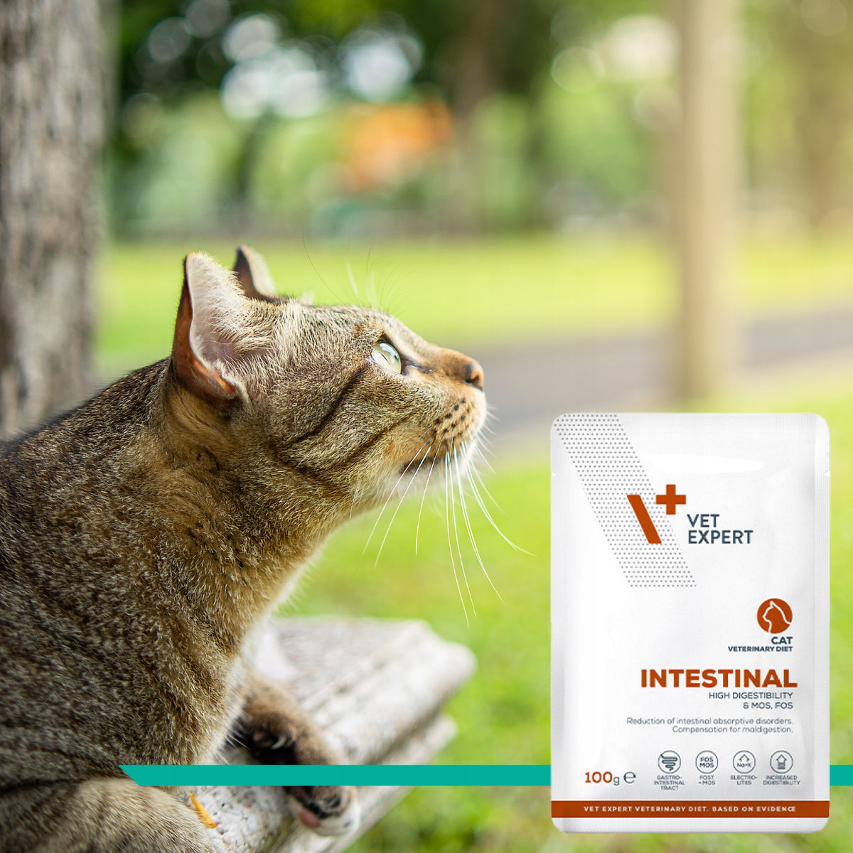 Vet Expert Intestinal mokra karma weterynaryjna dla kota 12x100 g – kurczak i wołowina