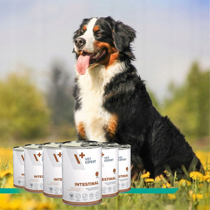 Vet Expert Intestinal karma weterynaryjna mokra dla psa, jagnięcina – 6 x 400 g