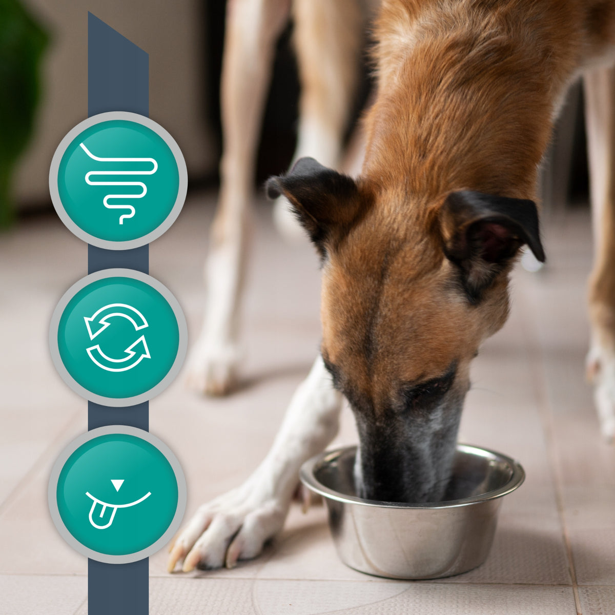 Vet Expert Intestinal karma weterynaryjna mokra dla psa, jagnięcina – 6 x 400 g