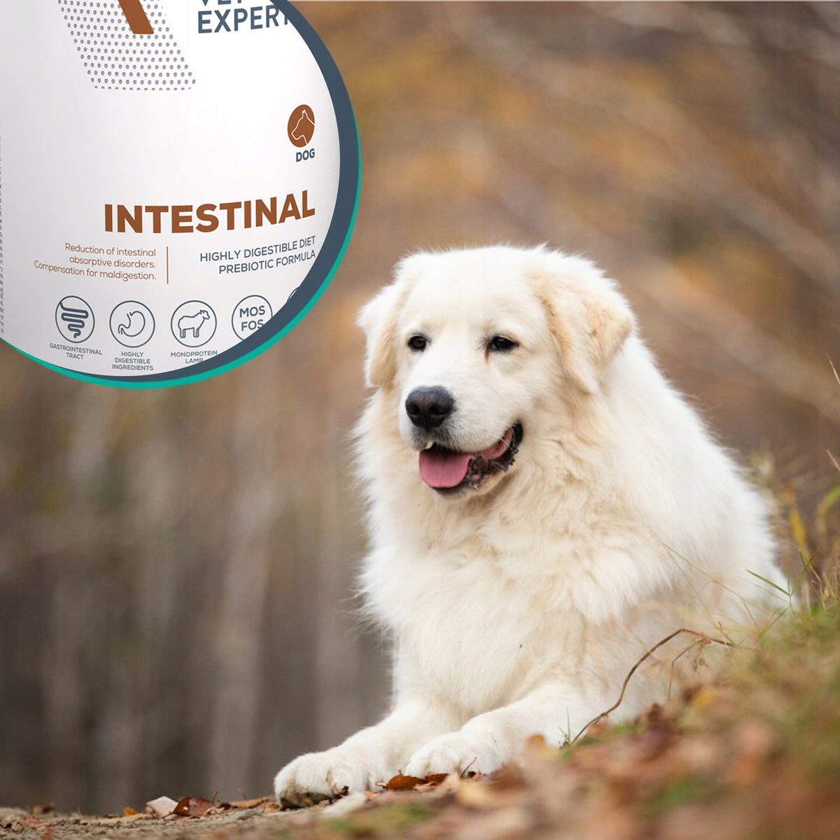 Vet Expert Intestinal karma weterynaryjna mokra dla psa, jagnięcina – 6 x 400 g