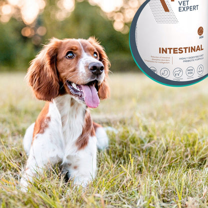 Vet Expert Intestinal karma weterynaryjna mokra dla psa, jagnięcina – 6 x 400 g