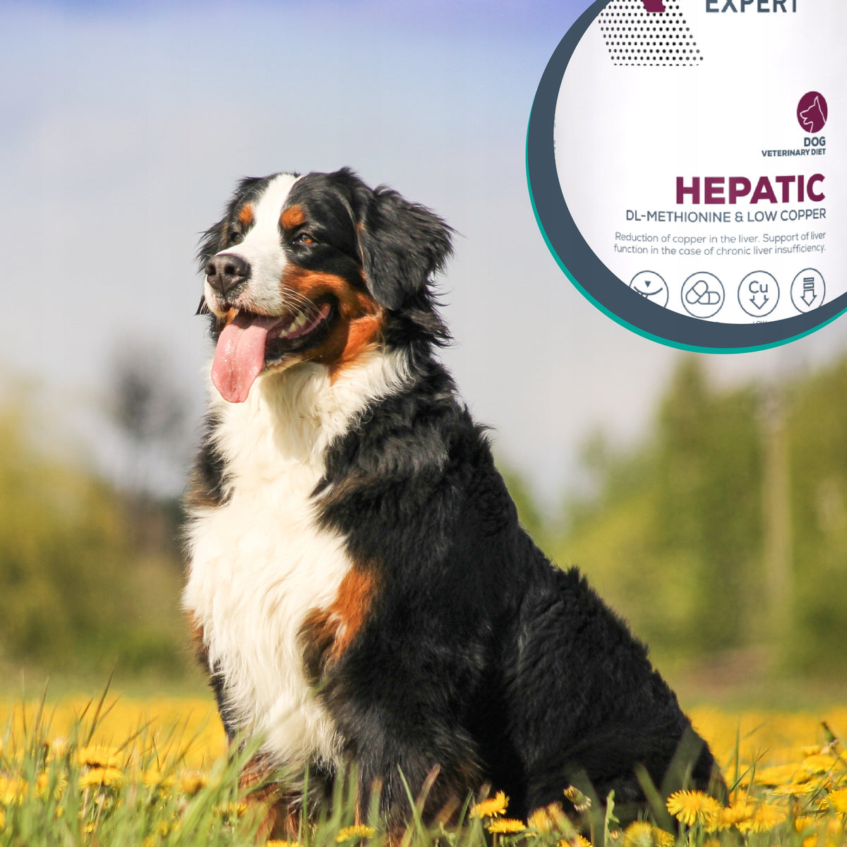 Vet Expert Hepatic mokra karma dla psów wsparcie wątroby 6 x 400 g – kurczak