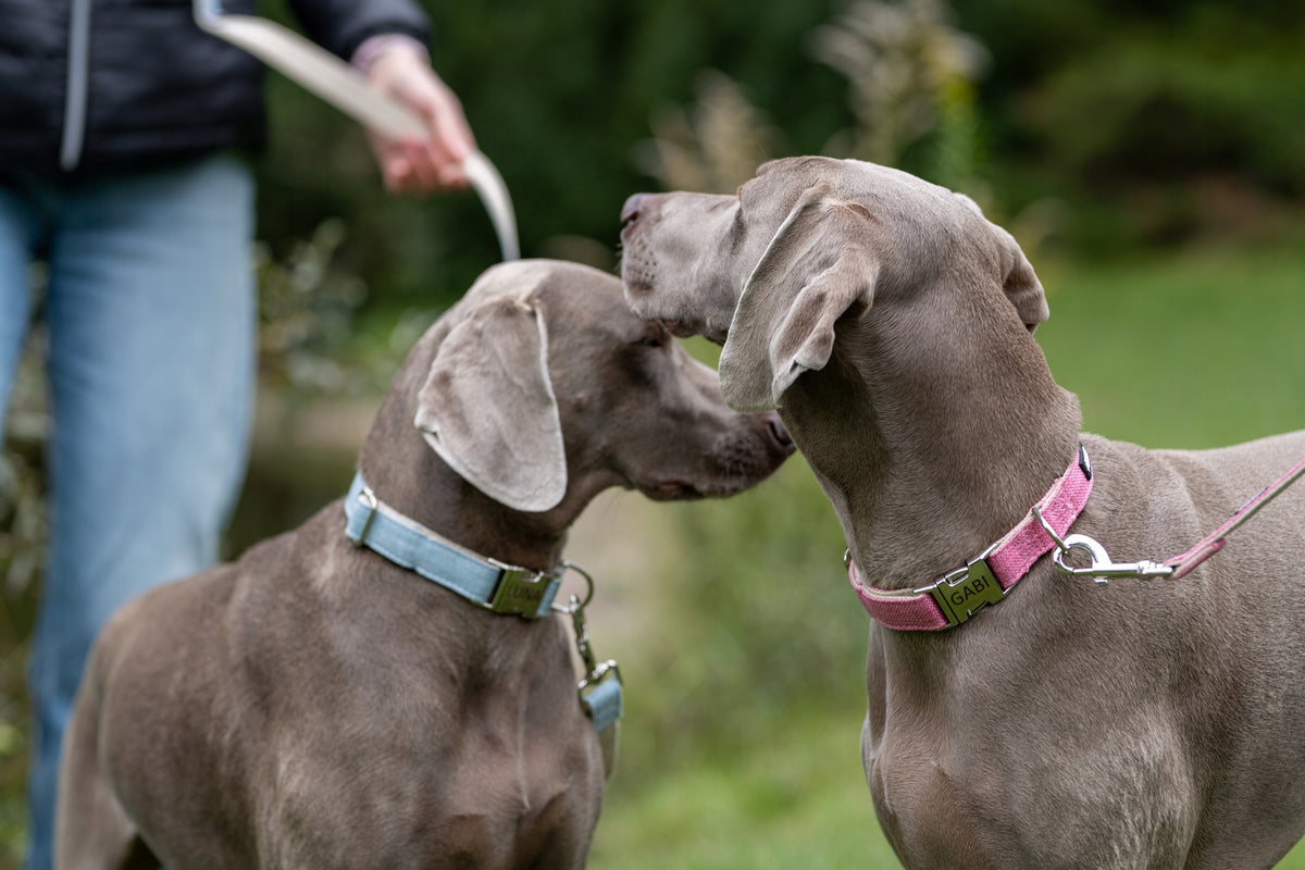 HUGGY DOGGY Obroża dla psa z grawerem na klamrze, konopna, 35–50 cm, rozmiar M – czerwona
