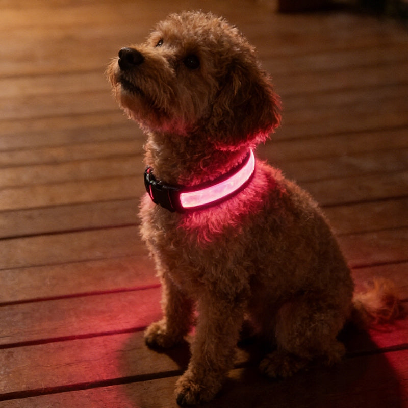 Purrtiny Obroża LED dla psa ładowana USB, świecąca, rozmiar L 44-54 cm – czarna