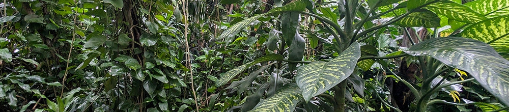 Podłoże bioaktywne do terrarium tropikalnego 5 l – naturalne, dla gekonów i roślin