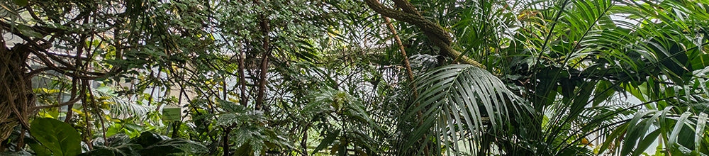 Podłoże bioaktywne do terrarium tropikalnego 5 l – naturalne, dla gekonów i roślin