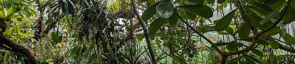 Podłoże bioaktywne do terrarium tropikalnego 5 l – naturalne, dla gekonów i roślin