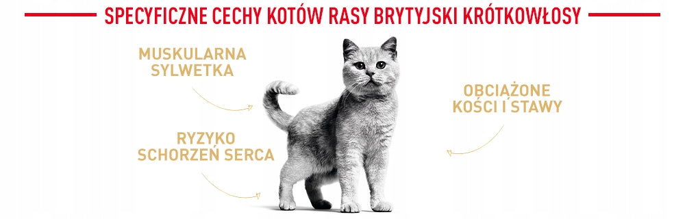 Royal Canin British Shorthair Adult mokra karma dla kota 85 g w sosie – kurczak