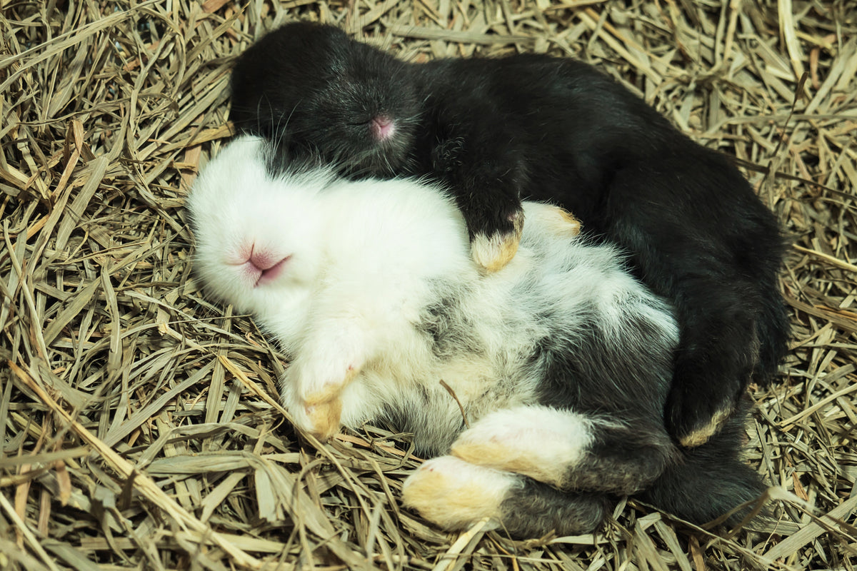 Ściółka konopna dla gryzoni i królików 30 l, 3 kg – bezpyłowa, chłonna, biodegradowalna