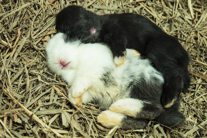 Ściółka konopna dla gryzoni i królików 30 l, 3 kg – bezpyłowa, chłonna, biodegradowalna