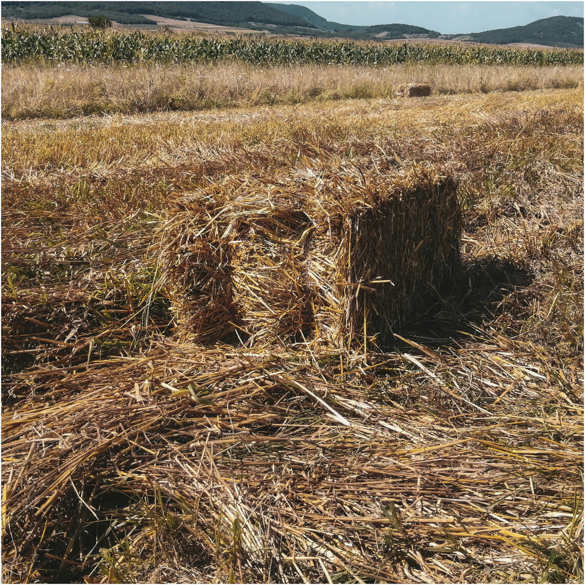 Słoma dla psa do ocieplenia budy 8 kg – kostka 50x40x70 cm, wyściółka dla zwierząt