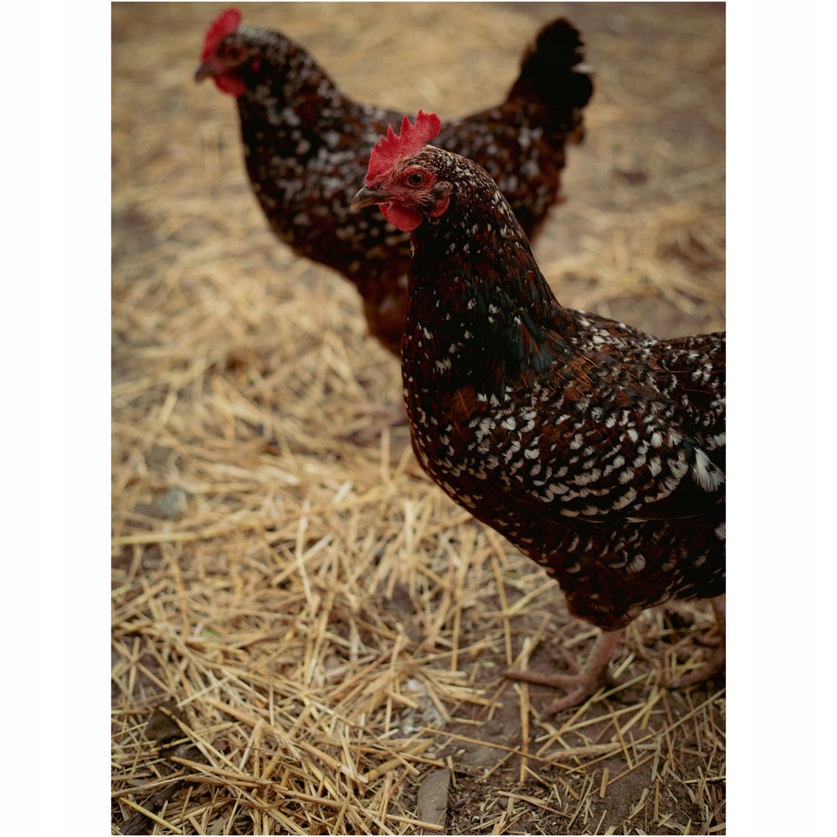 Słoma dla psa do ocieplenia budy 8 kg – kostka 50x40x70 cm, wyściółka dla zwierząt