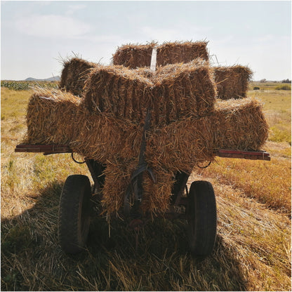 Słoma dla psa do ocieplenia budy 8 kg – kostka 50x40x70 cm, wyściółka dla zwierząt